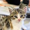 Katzenkind PIPPI