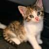 Katzenkind PIPPI