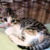 Katzenkind PIPPI