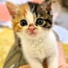 Katzenkind POPPI