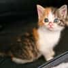 Katzenkind POPPI
