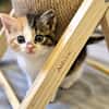 Katzenkind POPPI