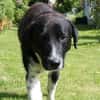 Samu - Lustiger Jungspunt sucht Dich