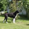 Samu - Lustiger Jungspunt sucht Dich