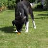 Samu - Lustiger Jungspunt sucht Dich