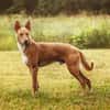 Chesco1 sucht ein Zuhause