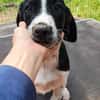 Hundekind Karlsson auf Pflegestelle