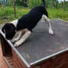 Hundekind Karlsson auf Pflegestelle