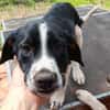 Hundekind Karlsson auf Pflegestelle