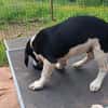 Hundekind Karlsson auf Pflegestelle