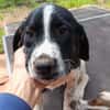 Hundekind Karlsson auf Pflegestelle