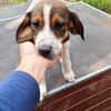 Hundekind Karla auf Pflegestelle