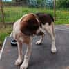 Hundekind Karla auf Pflegestelle