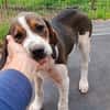 Hundekind Karla auf Pflegestelle