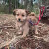 Hundebaby Stan auf Pflegestelle