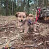Hundebaby Stan auf Pflegestelle