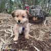 Hundebaby Stan auf Pflegestelle