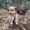 Hundebaby Stan auf Pflegestelle