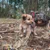Hundebaby Stan auf Pflegestelle