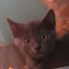 KIRI