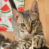 TIGGY