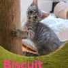 BISCUIT