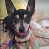 Ziggy, l'adorable petit Pinscher