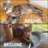 BEGUINE et sa soeur BELINE