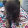 Grincheuse