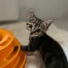 METIS