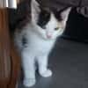 Ninette