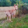 MAGGIE, magnifique chiot podenca femelle