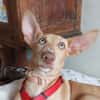 MAGGIE, magnifique chiot podenca femelle