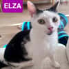 ELZA ET SES 4 CHATONS