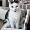 ELZA ET SES 4 CHATONS