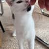 ELZA ET SES 4 CHATONS