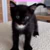 ELZA ET SES 4 CHATONS