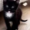 ELZA ET SES 4 CHATONS