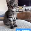 ELZA ET SES 4 CHATONS