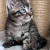 ELZA ET SES 4 CHATONS