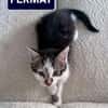 ELZA ET SES 4 CHATONS