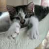 ELZA ET SES 4 CHATONS
