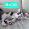ELZA ET SES 4 CHATONS