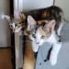 CEIKO ET KAE À ADOPTER ENSEMBLE
