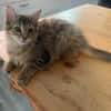COPA ET CABANA A ADOPTER EN DUO OU SEUL SI DÉJÀ UN CHAT PRÉSENT CHEZ VOUS