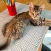 COPA ET CABANA A ADOPTER EN DUO OU SEUL SI DÉJÀ UN CHAT PRÉSENT CHEZ VOUS