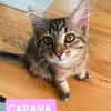 COPA ET CABANA A ADOPTER EN DUO OU SEUL SI DÉJÀ UN CHAT PRÉSENT CHEZ VOUS