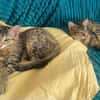 COPA ET CABANA A ADOPTER EN DUO OU SEUL SI DÉJÀ UN CHAT PRÉSENT CHEZ VOUS