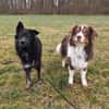 Wuschelkopf Cortesse sucht Familie