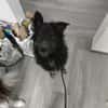Wuschelkopf Cortesse sucht Familie